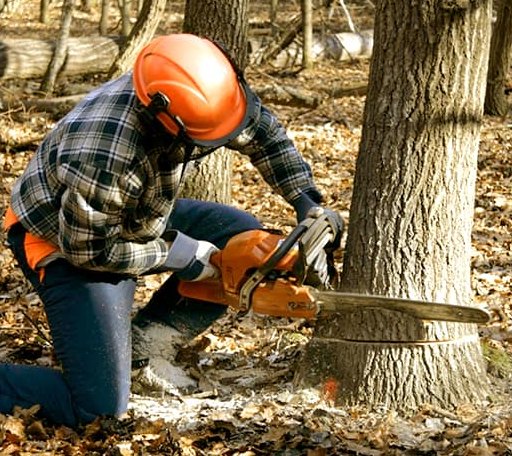 Tree Removal in Willard, KY